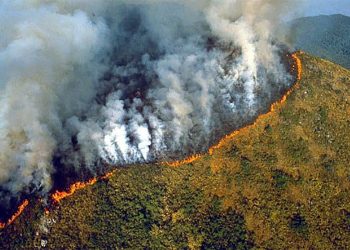 Amazon rainforest fires may be record setting: NASA