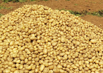 Potato